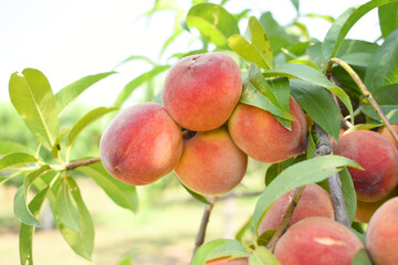 Fresh Ripe Peach fruits on a tree branch with leaves closeup, A bunch of ripe Peaches on a branch, Ripe delicious fruit peaches on the tree, Ripe sweet peach fruits grow on a peach tree branch