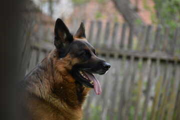 German Shepherd Dog in the yard