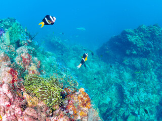 美しいイソギンチャク畑の可愛いクマノミ（クマノミ亜科）のペア。

日本国静岡県伊豆半島賀茂郡南伊豆町中木から渡し船で渡るヒリゾ浜にて。
2022年夏水中撮影。

The Lovely Yellowtail clownfish (Amphiprion clarkii) Pair in Beautiful Sea Anemones,

Hirizohama beach, by ferry from N