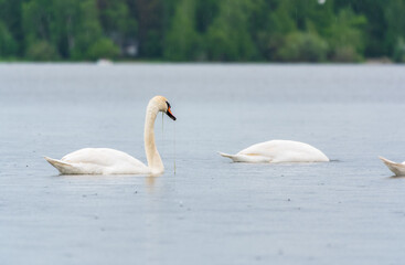 Two Graceful white Swans swimming in the lake, swans in the wild