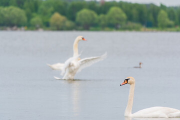 Two Graceful white Swans swimming in the lake, swans in the wild