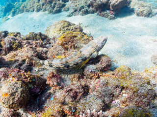 砂地にいる美しいアカエソ（エソ科）。

日本国静岡県伊豆半島賀茂郡南伊豆町中木から渡し船で渡るヒリゾ浜にて。
2022年夏水中撮影。


Beautiful Red Lizardfish, (Synodus ulae Schultz) in the sand.

Hirizohama beach, by ferry from Nakagi, Minami-Izu-cho,  Izu Peninsu
