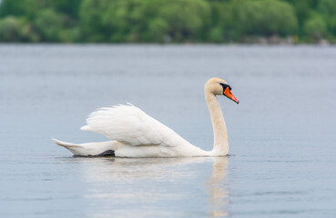 Graceful white Swan swimming in the lake, swans in the wild. Portrait of a white swan swimming on a lake.