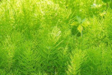 Wood horsetail (Equisetum sylvaticum) growing in the forest close up. Equisetum arvense, the field...