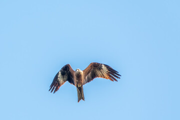 The bird of prey Black Kite flying in blue Sky
