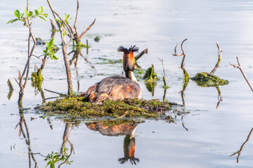 Great Crested Grebe, Podiceps cristatus, water bird sitting on the nest, nesting time on the green lake