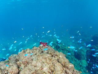 ウミトサカ等のソフトコーラルが群生する岩場に集まる、美しいソラスズメダイ（スズメダイ科）他の群れ。

日本国静岡県伊豆半島賀茂郡南伊豆町中木から渡し船で渡るヒリゾ浜にて。
2022年夏水中撮影。

Beautiful schools of Heavenly Damselfish (Pomacentrus coelestis) and others gather on the rocks where