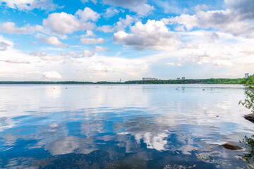 Graceful white Swans swimming in the lake, swans in the wild
