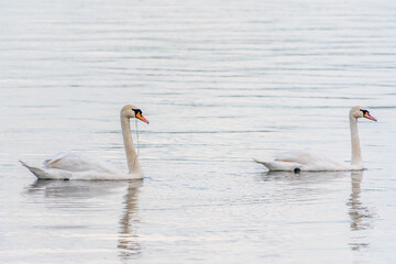 Two Graceful white Swans swimming in the lake, swans in the wild