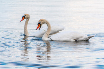 Two Graceful white Swans swimming in the lake, swans in the wild