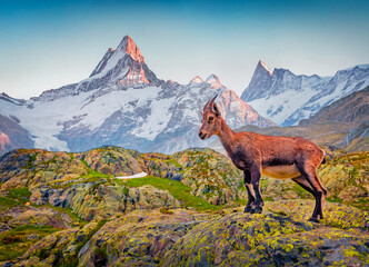 Alpine Ibex (Capra Ibex) on the Schreckhorn and Wetterhorn peaks background. Wonderful morning...