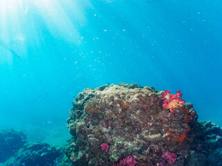 ウミトサカ等のソフトコーラルが群生する岩場に集まる、美しいソラスズメダイ（スズメダイ科）他の群れ。

日本国静岡県伊豆半島賀茂郡南伊豆町中木から渡し船で渡るヒリゾ浜にて。
2022年夏水中撮影。

Beautiful schools of Heavenly Damselfish (Pomacentrus coelestis) and others gather on the rocks where