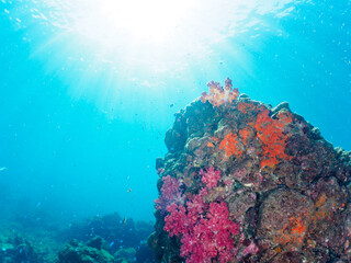 ウミトサカ等のソフトコーラルが群生する岩場に集まる、美しいソラスズメダイ（スズメダイ科）他の群れ。

日本国静岡県伊豆半島賀茂郡南伊豆町中木から渡し船で渡るヒリゾ浜にて。
2022年夏水中撮影。

Beautiful schools of Heavenly Damselfish (Pomacentrus coelestis) and others gather on the rocks where