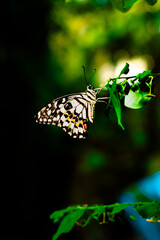 A butterfly sits on a leaf