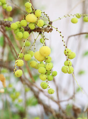 close up of gooseberry on the tree