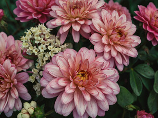 pink chrysanthemum flower