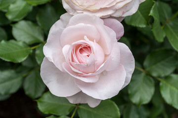 色とりどりのバラが咲くバラ園の満開のバラ｜薔薇イメージ