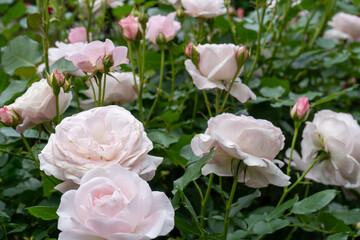 色とりどりのバラが咲くバラ園の満開のバラ｜薔薇イメージ