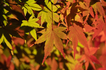紅葉した美しいモミジ