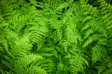 Many fern leaves, bright green in the tropical forest, wallpaper, backdrop, scene, background image, backdrop image, background