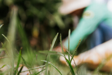 Older Latino man with hat and gloves, working the land on his farm. Nature and garden. Out of focus background.