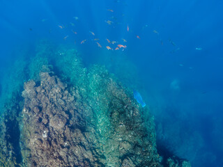 美しいアオブダイ（ブダイ科）、ホウライヒメジ（ヒメジ科）、オヤビッチャ（スズメダイ科）他の群れ。

日本国静岡県伊豆半島賀茂郡南伊豆町中木から渡し船で渡るヒリゾ浜にて。
2022年夏水中撮影。

A school of the Beautiful Knobsnout Parrotfish (Scarus ovifrons), Sergeant Major (Abudefduf vaigiensis