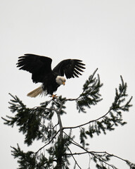 Eagle Soar