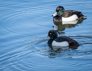 Zwei Reiherenten schwimmen auf dem See.