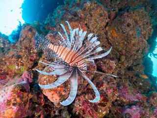 ウミカラマツ等のソフトコーラルが群生するドロップオフにいる美しく大きなハナミノカサゴ（ミノカサゴ亜科）他。

日本国静岡県伊豆半島賀茂郡南伊豆町中木から渡し船で渡るヒリゾ浜にて。
2022年夏水中撮影。

A beautiful and large Red Lionfish (Pterois volitans) and others at a Antipathes japonica.
