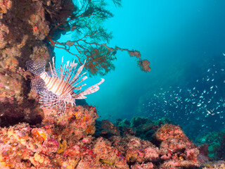 ウミカラマツ等のソフトコーラルが群生するドロップオフにいる美しく大きなハナミノカサゴ（ミノカサゴ亜科）他。

日本国静岡県伊豆半島賀茂郡南伊豆町中木から渡し船で渡るヒリゾ浜にて。
2022年夏水中撮影。

A beautiful and large Red Lionfish (Pterois volitans) and others at a Antipathes japonica.
