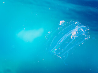 水面を漂う、不思議なカブトクラゲ（カブトクラゲ科）。

日本国静岡県伊豆半島賀茂郡南伊豆町中木から渡し船で渡るヒリゾ浜にて。
2022年夏水中撮影。

The mysterious Comb jelly (Bolinopsis mikado, Jellyfish) drifts on the surface of the water.

Hirizohama beach, by ferry fro