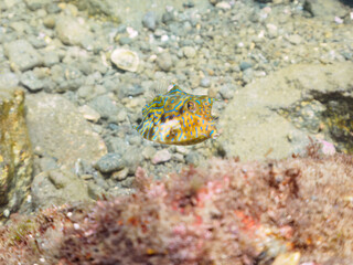 可愛いシマウミスズメ（ハコフグ科）幼魚他。

日本国静岡県伊豆半島賀茂郡南伊豆町中木から渡し船で渡るヒリゾ浜にて。
2022年夏水中撮影。

Lovely juvenile Thornback cowfish (Lactoria fornasini) and others.

Hirizohama beach, by ferry from Nakagi, Minami-Izu-cho,  Izu 