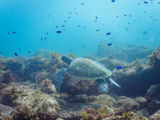 ゆったり泳ぐ美しく大きなアオウミガメ（ウミガメ科）とソラスズメダイ（スズメダイ科）の群れ。

日本国静岡県伊豆半島賀茂郡南伊豆町中木から渡し船で渡るヒリゾ浜にて。
2022年夏水中撮影。

The Beautiful and large green sea turtle (Chelonia mydas, family Turtles) swims leisurely and a school of