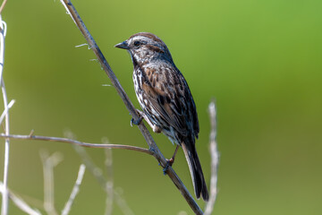 Song Sparrow