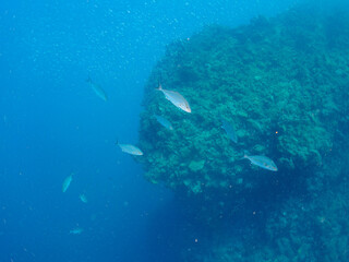 キビナゴの大群を襲う迫力あるカンパチとツムブリ（アジ科）の群れ。

日本国静岡県伊豆半島賀茂郡南伊豆町中木から渡し船で渡るヒリゾ浜にて。
2022年夏水中撮影。

Greater Amberjack (Seriola dumerili) and Rainbow Runner (Elagatis bipinnulata) (horse mackerel family) attacking a lar