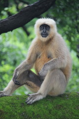 A white langur monkey with a black face sitting in a tree, full body portrait.