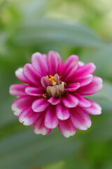 Obraz premium メルヘンチックヒャクニチソウ