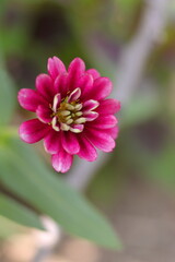 Fototapeta premium 可憐なヒャクニチソウ