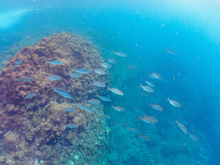 キビナゴの大群を襲う迫力あるカンパチとツムブリ（アジ科）の群れ。

日本国静岡県伊豆半島賀茂郡南伊豆町中木から渡し船で渡るヒリゾ浜にて。
2022年夏水中撮影。

Greater Amberjack (Seriola dumerili) and Rainbow Runner (Elagatis bipinnulata) (horse mackerel family) attacking a lar