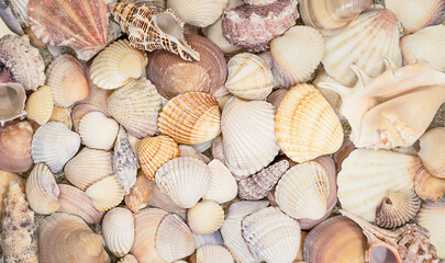 Seashell, natural background, top view