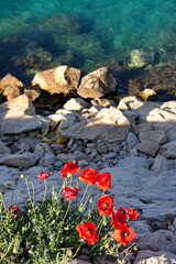 Poppies growing on the rock above the sea