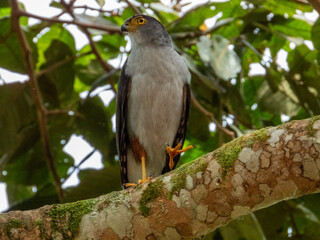 Bicoloured Hawk
Accipiter bicolor in Costa Rica