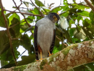Bicoloured Hawk
Accipiter bicolor in Costa Rica