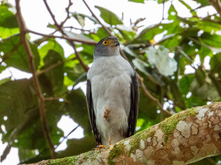 Bicoloured Hawk
Accipiter bicolor in Costa Rica