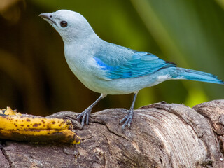 Blue-grey Tanager
Thraupis episcopus in Costa Rica