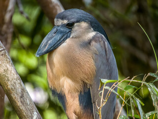 Boat-billed Heron Cochlearius cochlearius in Costa Rica