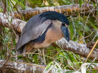 Boat-billed Heron Cochlearius cochlearius in Costa Rica