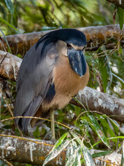 Boat-billed Heron Cochlearius cochlearius in Costa Rica