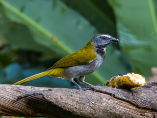 Buff-throated Saltator Saltator maximus in Costa Rica