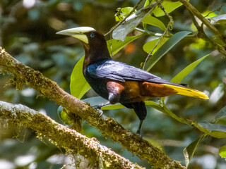 Fototapeta premium Chestnut-headed Oropendola Psarocolius wagleri in Costa Rica